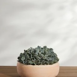 Lulu And Georgia Annalise Planter (Set Of 2) By Campania International