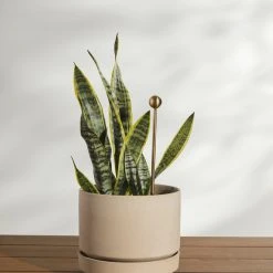 Lulu And Georgia Brass Soil Probe By Greenery Unlimited New