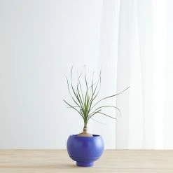 Lulu And Georgia Sutton Self-Watering Planter By Greenery Unlimited New
